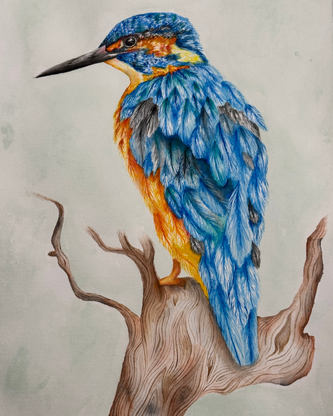 Kingfisher drawing